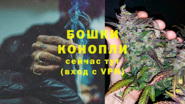 прущие грибы Гусиноозёрск