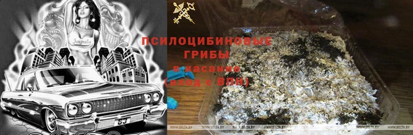 прущие грибы Гусиноозёрск